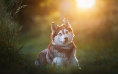 Faire des photos de ses animaux